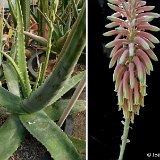 Aloe niebuhriana (8km S. Al Barh, Yemen) small quantity
